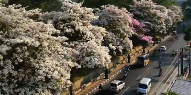 Bunga Tabebuya mirip bunga Sakura/Instagram @linggarjati_joglo