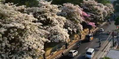 Bak Berada di Jepang, Indahnya Jalan Kota Magelang Dihiasi Bunga Tabebuya Bermekaran