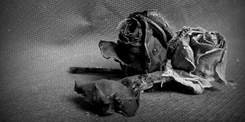 Ilustrasi mawar hitam/Pxfuel