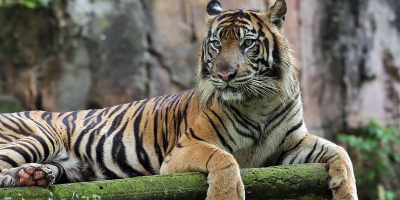 Harimau Sumatra kian terancam punah/Freepik