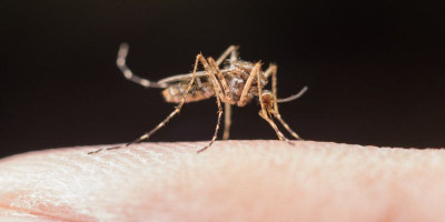 Kemenkes Lepas Nyamuk Wolbachia di 5 Kota Untuk Melawan DBD