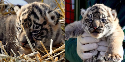 Dunia Menyambut “Terima Kashi”, Bayi Harimau Sumatra yang Lahir di Kebun Binatang Roma