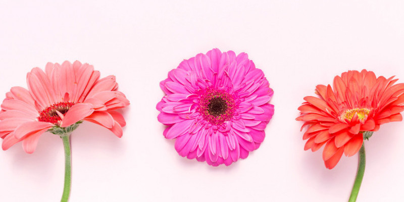 Ilustrasi tiga bunga/Freepik