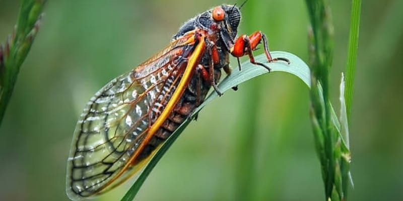 Tonggeret alias Cicadas/Pixabay