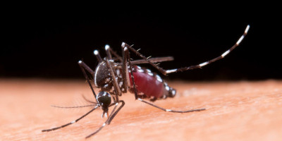 Kementerian Kesehatan Tegaskan Keganasan Nyamuk Demam Berdarah Tidak Terkait Penyebaran Nyamuk Wolbachia