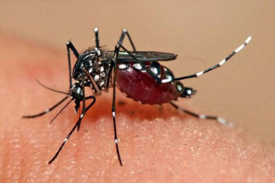 Nyamuk aides aegypti, penyebab demam berdarah dengue/KlikDokter