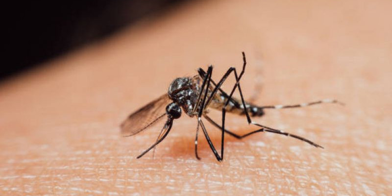 Nyamuk Aedes Aegypti/Unsplash