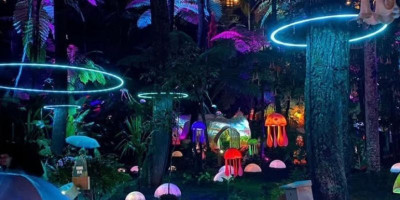 Menjelajahi Pesona Malam di Hutan Mycelia: Keajaiban Alam yang Bersinar