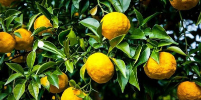 5 Manfaat Yuzu untuk Kesehatan, Kamu Wajib Tahu!