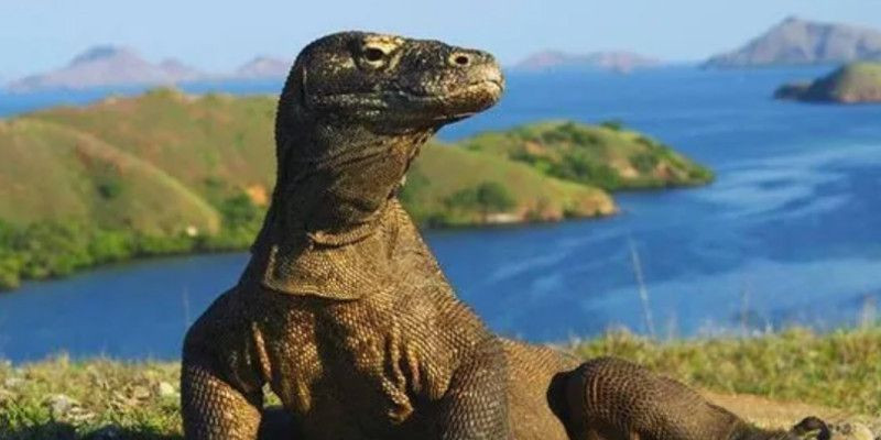 Pulau Komodo, salah satu kebanggaan Indonesia. (Belitung Tour)