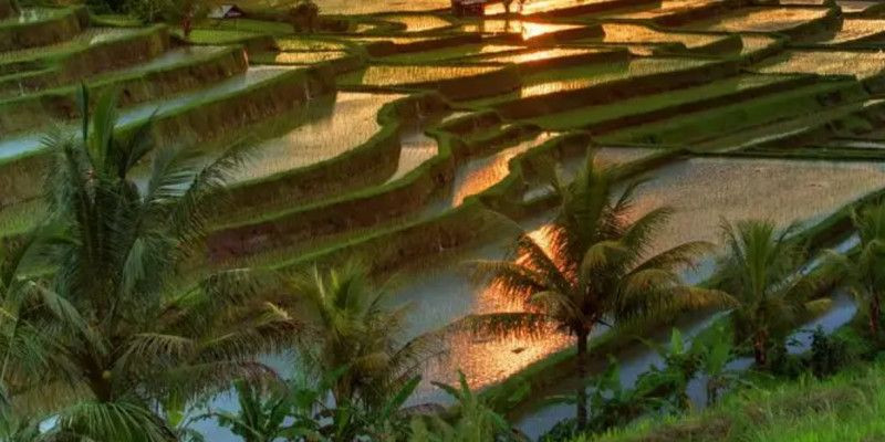 Ilustrasi destinasi wisata terasering di Indonesia. (Kemenparekraf)