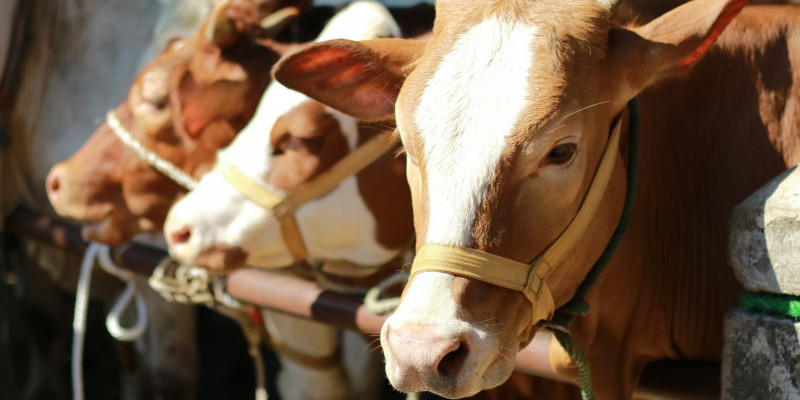 Sapi kurban. (Baznas)