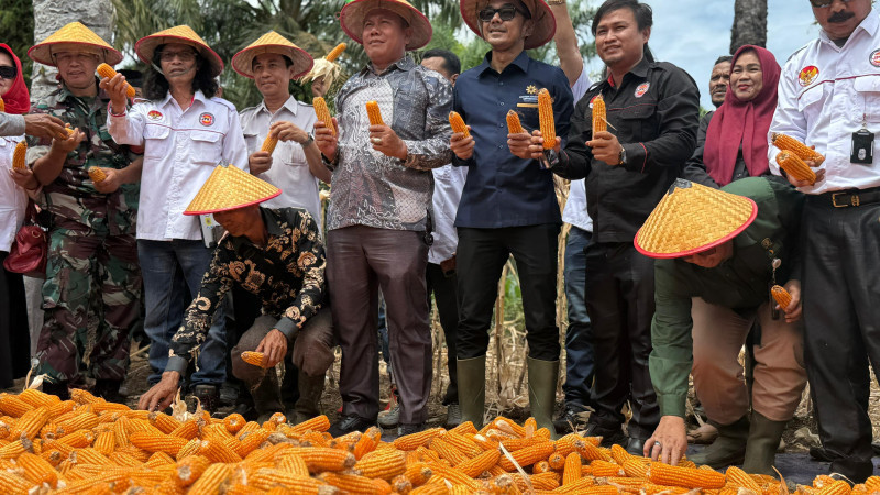 Panen Raya Jagung Program Ketahanan Pangan Presiden Prabowo-Wapres Gibran Rakabuming di Bengkulu (13/8). (Ist)