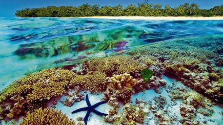 Great Barrier Reef (Pinterest)